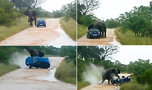 Elephant attacks vahicle