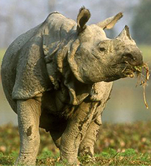 greater one horned rhino