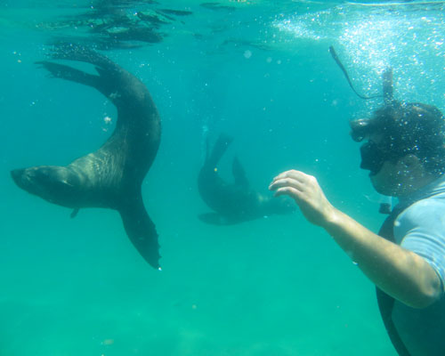 Seal Diving