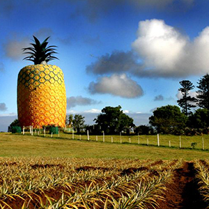 Big Pineapple Bathurst
