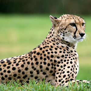 De Wildt Cheetah Sanctuary