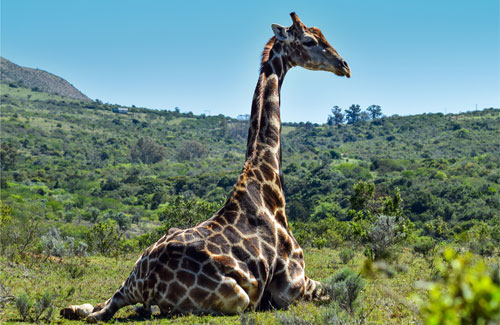 Game spotting in The Kruger National Park