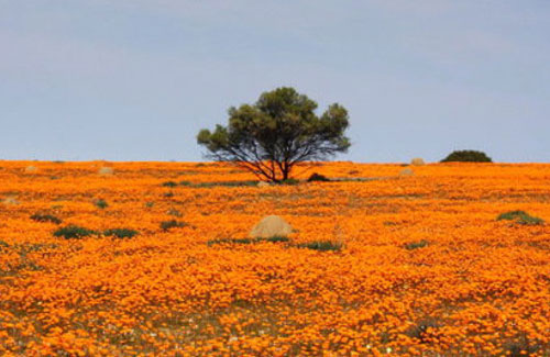 See the flowers at the Namaqua National Park.