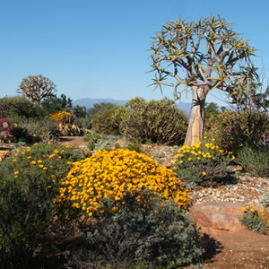 Karoo Desert Botanical Garden