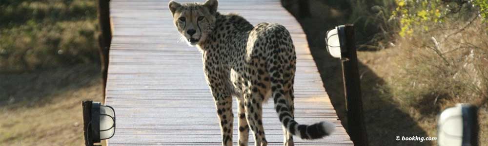 Cheetah at Hlosi Game Lodge