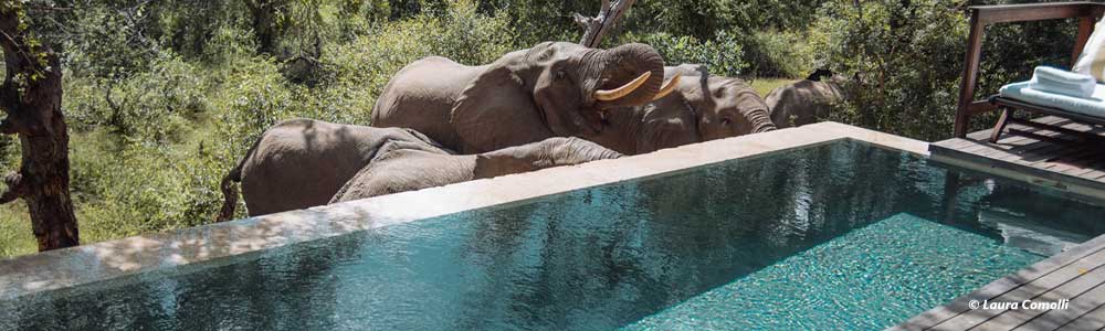 Elephants at pool Royal Malewane Safari Lodge